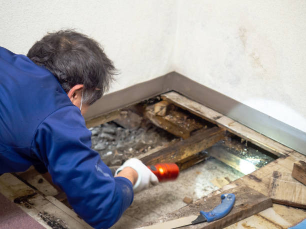 Best Black Mold Removal  in Salem, WV