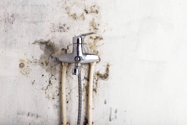 Best Emergency Mold Removal  in Salem, WV