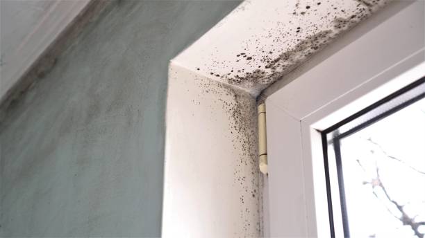Best Mold Removal Near Me  in Salem, WV