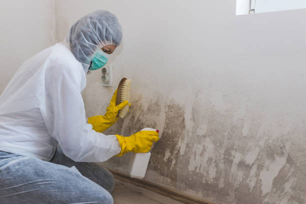 Best Commercial Mold Removal  in Salem, WV
