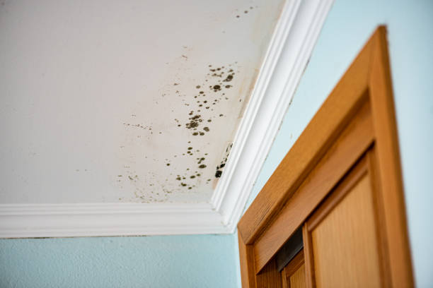 Best Mold Removal and Inspection  in Salem, WV