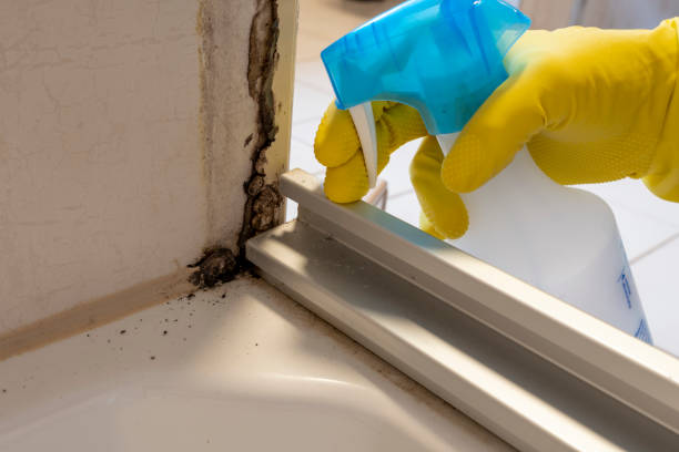 Best Fast Mold Removal  in Salem, WV