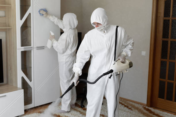 Best Mold Damage Repair  in Salem, WV