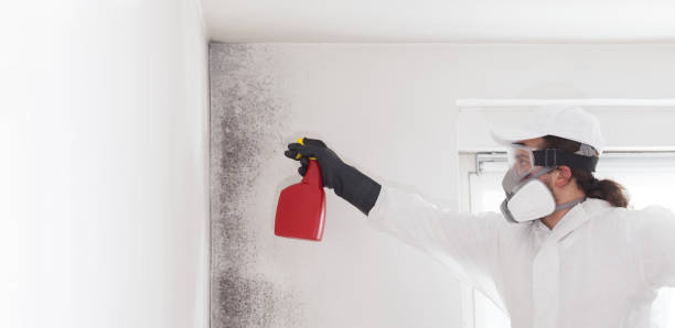 Best Professional Mold Removal  in Salem, WV