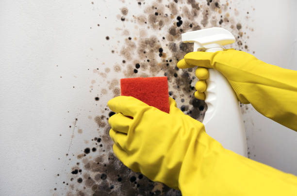 Best Local Mold Removal Service  in Salem, WV