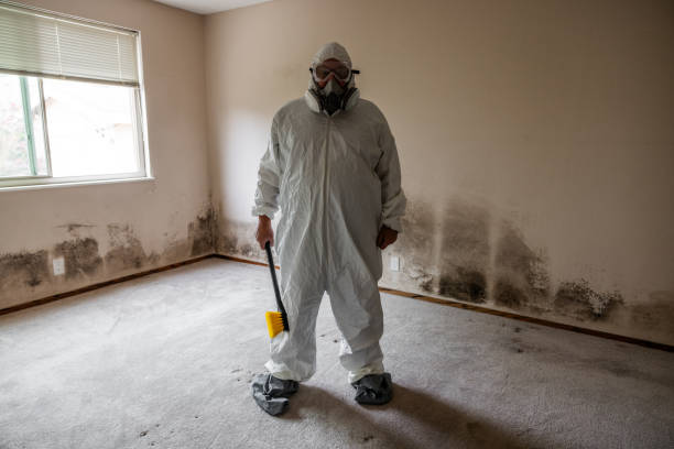 Best Mold Inspection  in Salem, WV