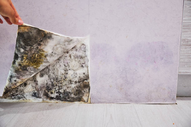 Best Office Mold Removal Services  in Salem, WV